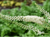 Black Cohosh