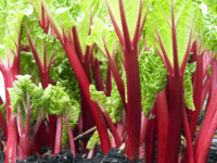 Rhubarb